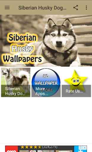 Siberian Husky Dog Wallpapers 1