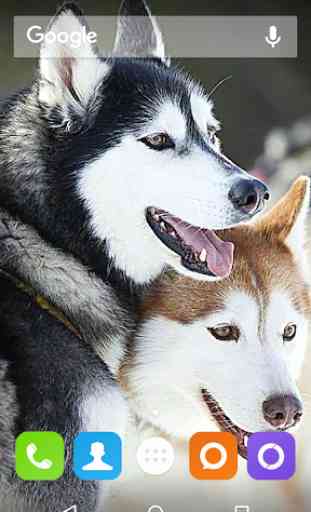 Siberian Husky Dog Wallpapers 3