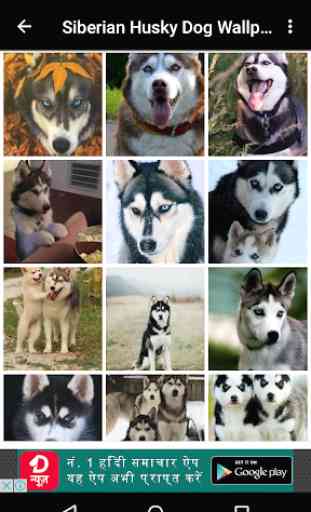 Siberian Husky Dog Wallpapers 4