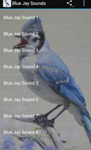 Blue Jay Sounds 2