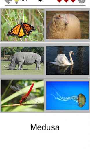 Le immagini facili - Foto-Quiz con 5 argomenti 2