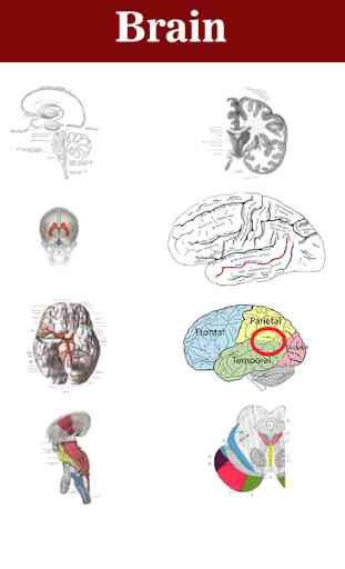 Cervello 2