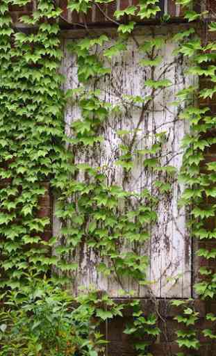 Ivy Wallpaper 2