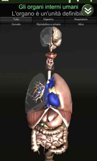 Organi interni 3D (anatomia) 1