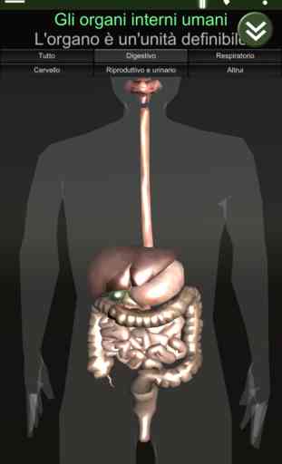 Organi interni 3D (anatomia) 2