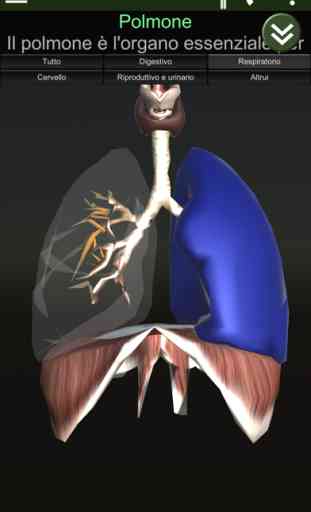 Organi interni 3D (anatomia) 3