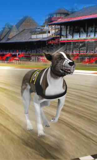 Dog real Racing  Derby Tournament simulator 1