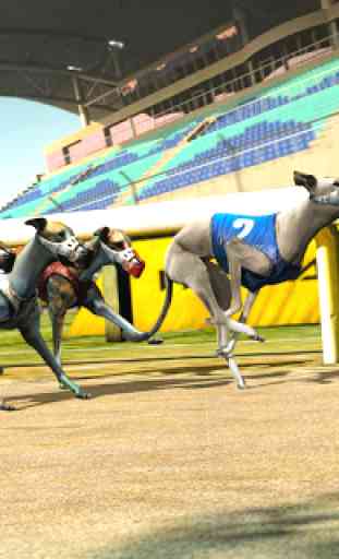 Dog real Racing  Derby Tournament simulator 4
