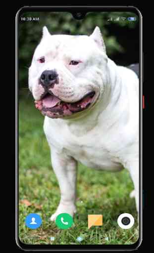 Pitbull Dog Wallpaper HD 1