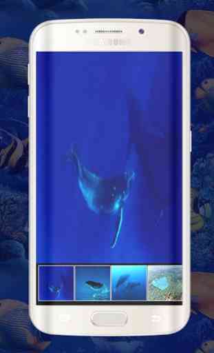 Balena blu Live Wallpapers-animazioni balene 2