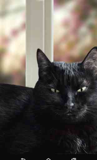 Carino gatto nero Sfondi animati 3
