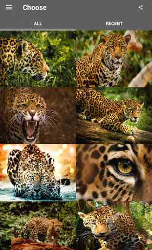 Beautiful Jaguar Wallpaper 1