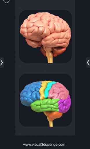 Brain Anatomy Pro. 1