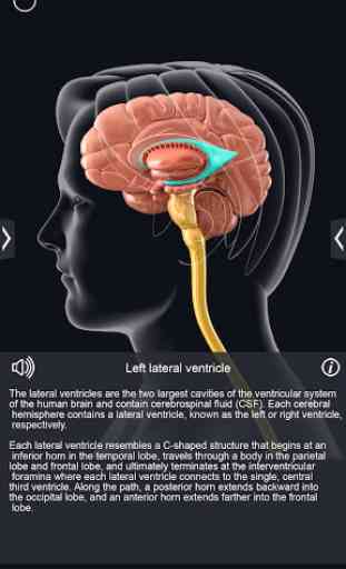 Brain Anatomy Pro. 4