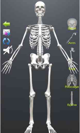 Human Skeletal System 3D 1