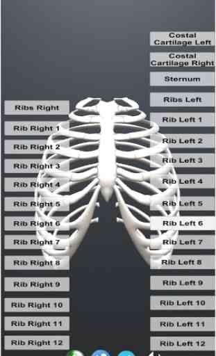 Human Skeletal System 3D 4
