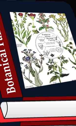 Botanical Families 1