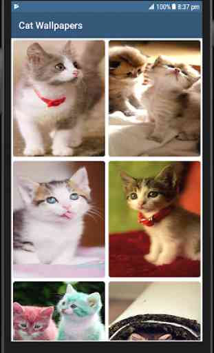 Cute Cat HD Wallpapers 2