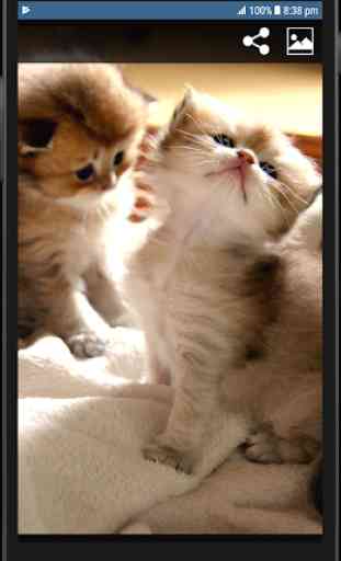 Cute Cat HD Wallpapers 3