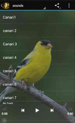 Canarino  Uccello Suoni 1
