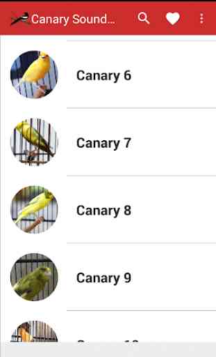 Canary Birds Master 1