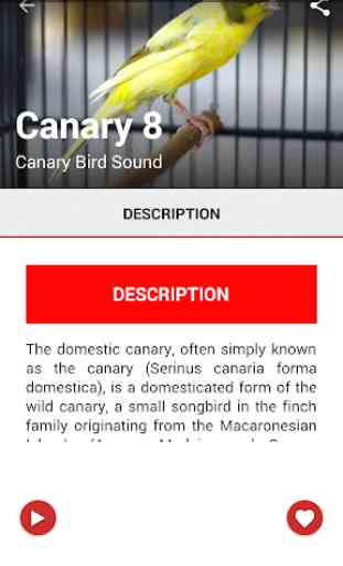 Canary Birds Master 2