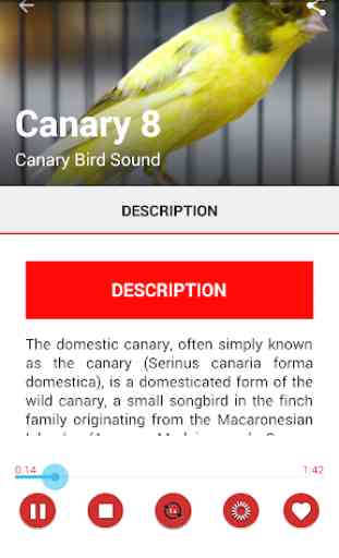Canary Birds Master 3