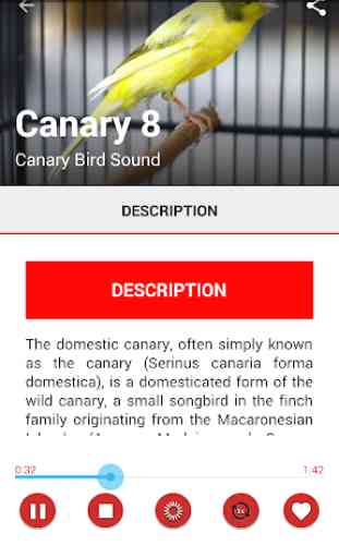 Canary Birds Master 4