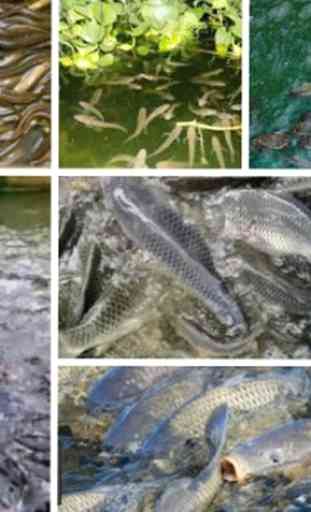 Guida alla coltivazione del pesce d'acqua dolce 1