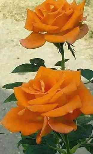 Beautiful flowers and roses pictures Gif 3