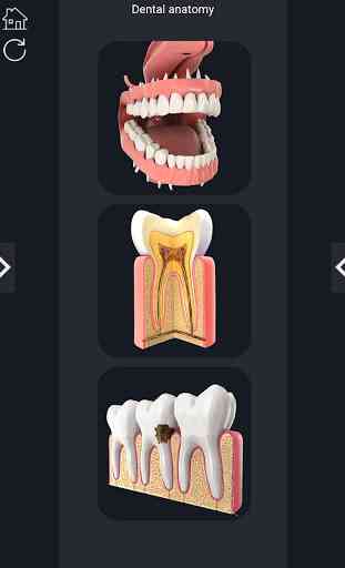 Dental Anatomy Pro. 2