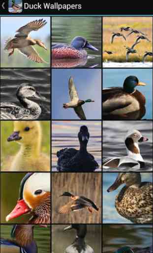 Duck Wallpapers 2