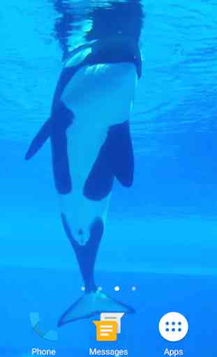 Orca Whale Video Live Wallpaper 1