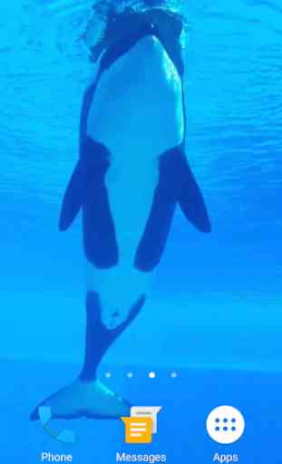 Orca Whale Video Live Wallpaper 2