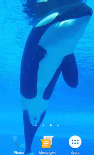 Orca Whale Video Live Wallpaper 4