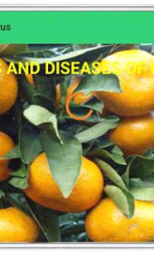 Pests and Diseases of Citrus 1
