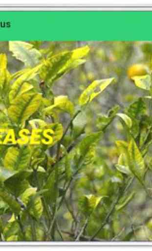 Pests and Diseases of Citrus 2