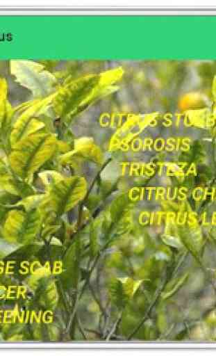Pests and Diseases of Citrus 3