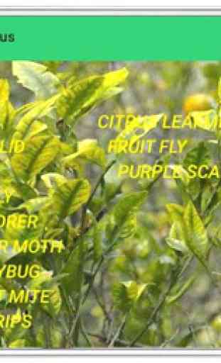 Pests and Diseases of Citrus 4