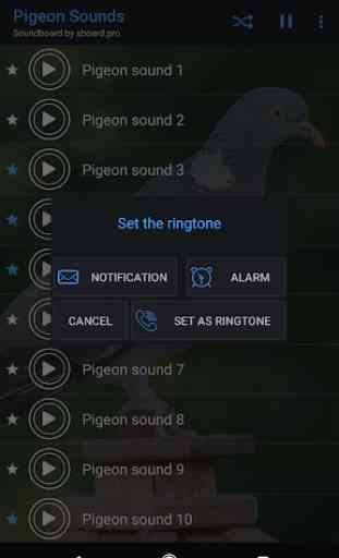Pigeon Sounds ~ Sboard.pro 3