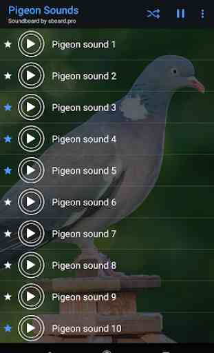 Pigeon Sounds ~ Sboard.pro 4