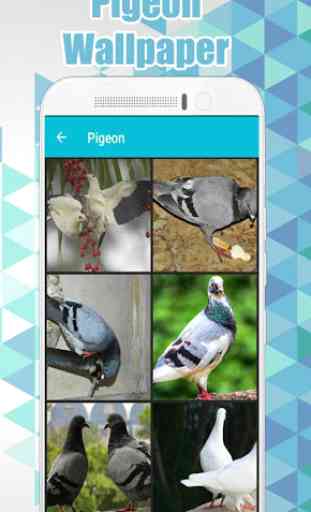 Pigeon Wallpaper HD  1