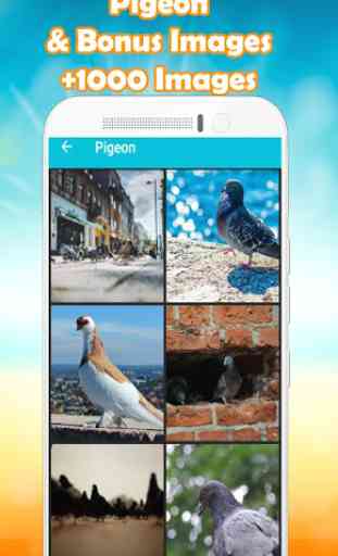 Pigeon Wallpaper HD  4