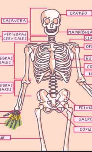Anatomia umana in 3D. Il corpo umano 2