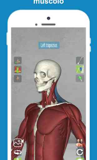 Corporis | Anatomia del Corpo Umano in Italiano 2