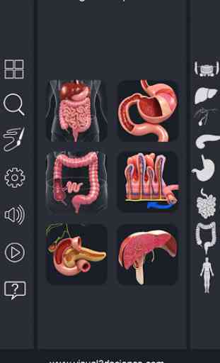 Digestive System Anatomy 1