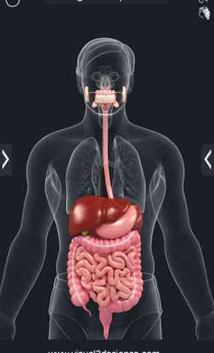Digestive System Anatomy 2