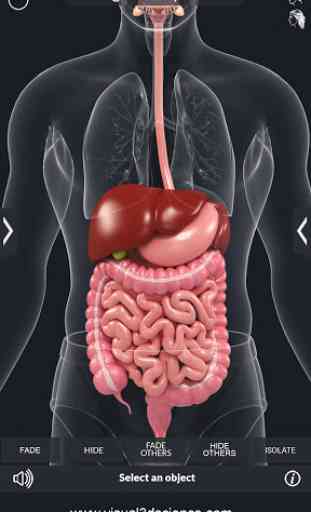 Digestive System Anatomy 3
