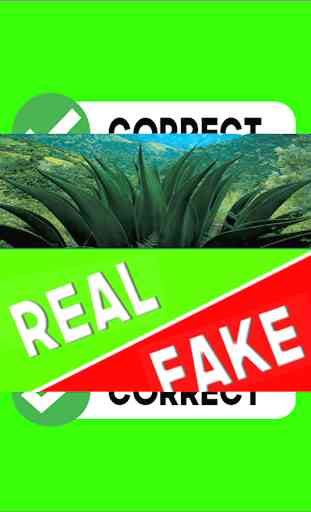 Real or Fake Photo Game 3