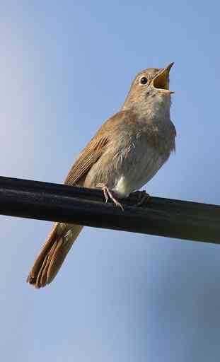 Appp.io - Nightingale canto degli uccelli 1